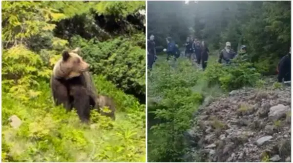 Ursoaică și pui, întâlnire neașteptată: 37 de turiști polonezi, evacuați de pe munte