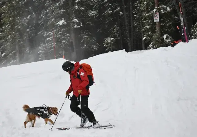 Câinii și oamenii din Colorado primesc premiul național pentru salvarea de la avalanșe